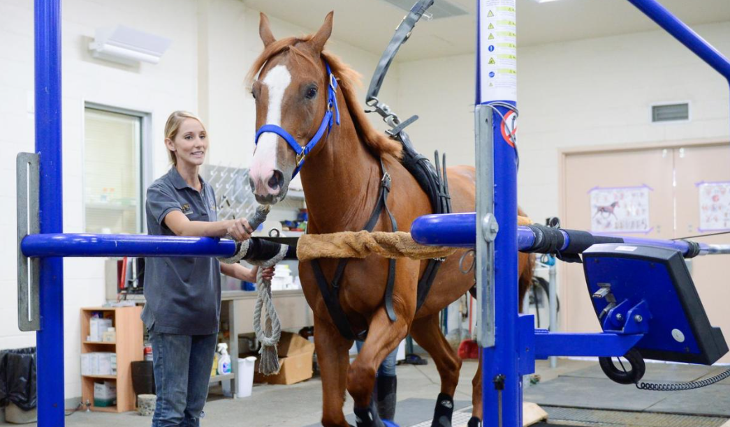 Exploring the Role of Veterinarians in Horse Racing